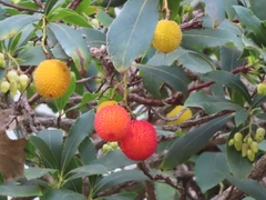 Arbutus unedo