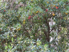 Arbutus unedo