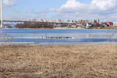 Fulica atra