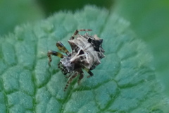 Acanthepeira