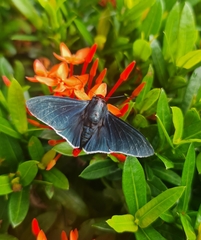 Pyrrhopyge zenodorus