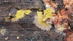 Trichoderma sulphureum