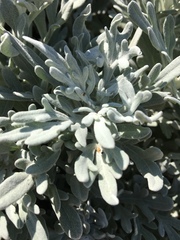 Artemisia stelleriana