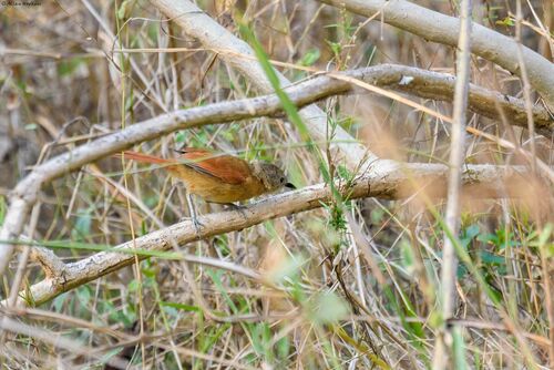 Subespecie Synallaxis albilora albilora · NaturaLista Colombia