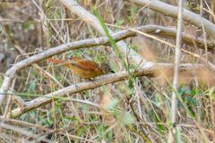 Synallaxis albilora albilora