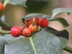 Ilex aquifolium