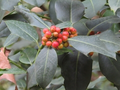 Ilex aquifolium