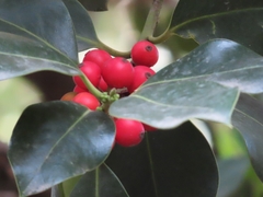 Ilex aquifolium