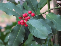 Ilex aquifolium