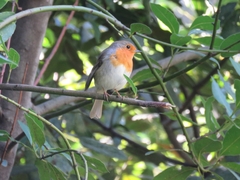 Erithacus rubecula