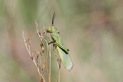Phymateus viridipes