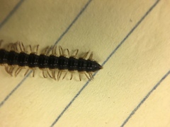 Asiomorpha coarctata