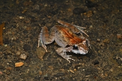 Limnonectes malesianus