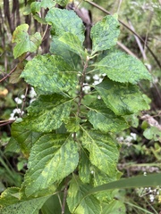 Cucumber mosaic virus