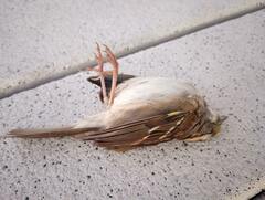 Zonotrichia albicollis