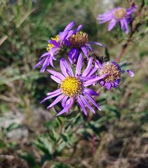 Aster amellus