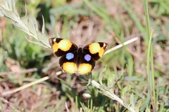 Junonia hierta cebrene