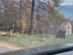 Vulpes vulpes crucigera