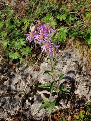Aster amellus