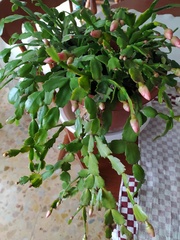 Schlumbergera buckleyi