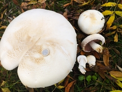 Agaricus crocodilinus