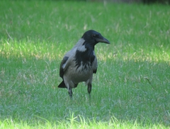 Corvus cornix