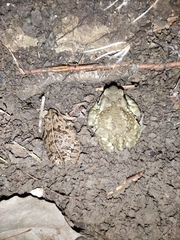 Bufo gargarizans