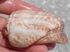 Arca
