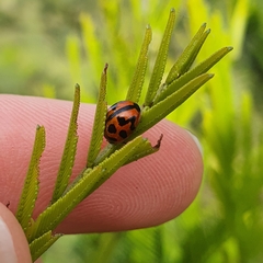 Peltoschema oceanicum