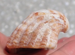 Arca