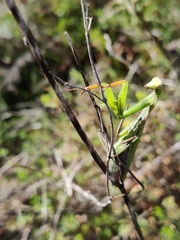 Mantis religiosa