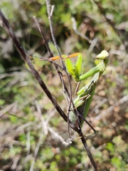 Mantis religiosa