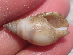 Buccinoidea