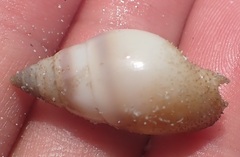 Buccinoidea