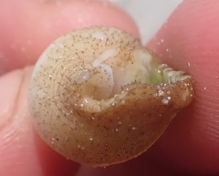 Buccinoidea