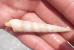 Terebrinae