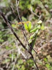 Mantis religiosa
