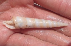 Terebrinae