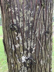 Tracheophyta