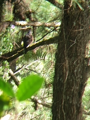 Hierococcyx pectoralis