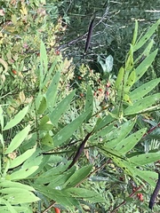 Lathyrus laevigatus occidentalis