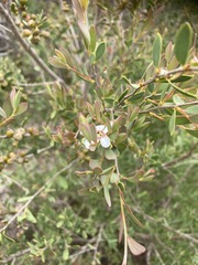 Leptospermum laevigatum