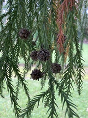 Tracheophyta