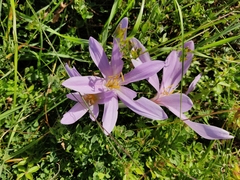 Colchicum autumnale