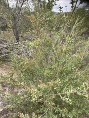 Leptospermum laevigatum