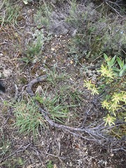 Leucadendron modestum