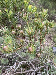 Leucadendron modestum