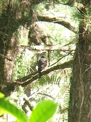 Hierococcyx pectoralis