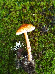 Lepiota castanea
