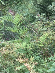 Lathyrus laevigatus occidentalis